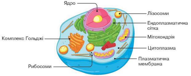 Будова клітини і функції органел