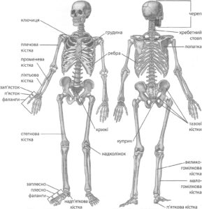 Скелет людини