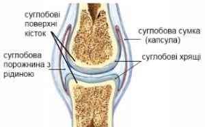 Будова суглоба