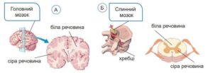 Розташування сірої та білої речовини у головному (А) й спинному (Б) мозку