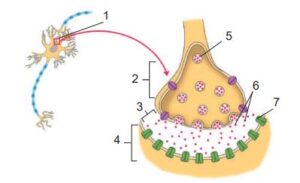 Будова синапсу: